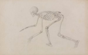 Szkielet człowieka, widok z boku (w pozycji czołgania się; ukończone studium dla niepublikowanego stołu) autorstwa George Stubbs