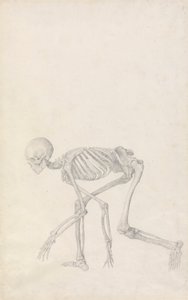 Szkielet ludzki, widok z boku (w pozycji kucającej; ukończone studium dla niepublikowanego stołu) autorstwa George Stubbs