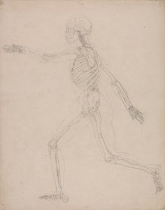 Szkielet Ludzki, Widok Boczny autorstwa George Stubbs