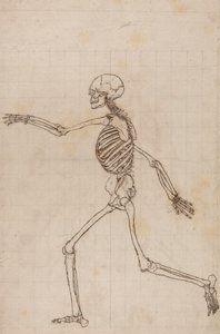 Szkielet Ludzki, Widok Boczny autorstwa George Stubbs