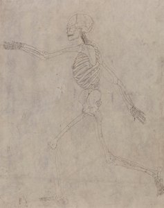 Esqueleto Humano, Verniz Lateral autorstwa George Stubbs