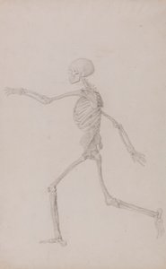 Szkielet człowieka, widok z boku widziany z lewej strony, biegnący (ukończone studium dla tabeli III) autorstwa George Stubbs