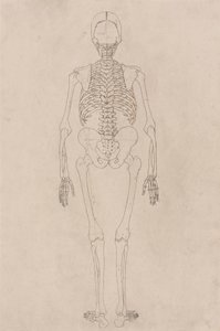 Szkielet człowieka, widok z tyłu (odnosi się do tabeli II) autorstwa George Stubbs