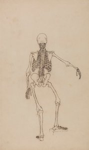 Szkielet Ludzki, Widok Z Tyłu autorstwa George Stubbs