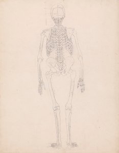 Szkielet Ludzki, Widok Z Tyłu autorstwa George Stubbs