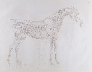 Ilustracja z „Anatomii konia, zawierająca szczegółowy opis kości, chrząstek, mięśni...w osiemnastu tablicach”, wydrukowana przez J. Purser, 1766 autorstwa George Stubbs