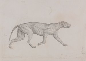 Ciało lamparta, widok z boku autorstwa George Stubbs