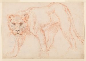 Lwica grasująca, recto, XVIII lub XIX w. autorstwa George Stubbs
