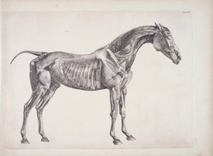 Tablica z Anatomii konia, ok. 1766 r. autorstwa George Stubbs