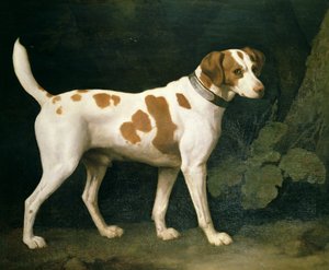 Portret psa należącego do Williama Pitta autorstwa George Stubbs