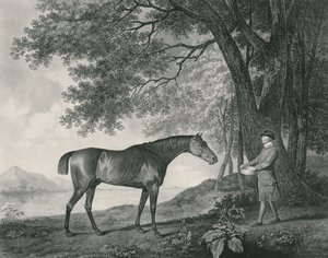 Rekin, ryty przez George Townley Stubbs (1756-1815) wyd. 1794 (akwaforta) autorstwa George Stubbs