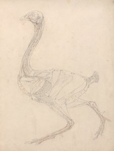 Studium ptactwa, widok boczny, diagram klucza do tabeli XV, z porównawczej ekspozycji anatomicznej budowy ciała ludzkiego z ciałem tygrysa i ptactwa zwyczajnego, 1795-1806 (grafit i re. autorstwa George Stubbs