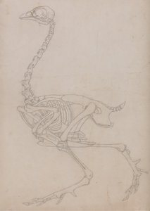 Studium ptactwa, widok boczny, z porównawczej ekspozycji anatomicznej budowy ciała ludzkiego z ciałem tygrysa i drobiu zwyczajnego, 1795-1806 (grafit na cienkim papierze tkanym) autorstwa George Stubbs