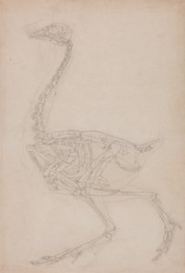 Studium ptaka, widok boczny, z porównawczej ekspozycji anatomicznej budowy ciała ludzkiego z ciałem tygrysa i drobiu zwyczajnego, 1795-1806 (grafit na grubym papierze tkanym) autorstwa George Stubbs