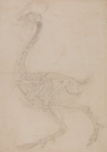 Studium ptaka, widok boczny, z porównawczej ekspozycji anatomicznej budowy ciała ludzkiego z ciałem tygrysa i drobiu zwyczajnego, 1795-1806 (grafit na papierze tkanym) autorstwa George Stubbs