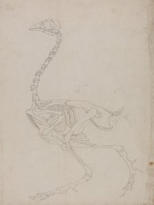 Studium ptactwa, widok boczny, z porównawczej ekspozycji anatomicznej budowy ciała ludzkiego z ciałem tygrysa i drobiu zwyczajnego, 1795-1806 (grafit na cienkim papierze tkanym) autorstwa George Stubbs