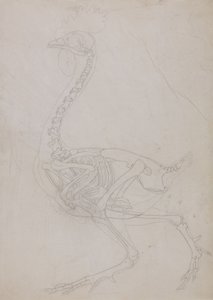 Studium ptactwa, widok boczny, z porównawczej ekspozycji anatomicznej budowy ciała ludzkiego z ciałem tygrysa i drobiu zwyczajnego, 1795-1806 (grafit na cienkim papierze tkanym) autorstwa George Stubbs