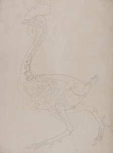 Studium ptactwa, widok boczny, z porównawczej ekspozycji anatomicznej budowy ciała ludzkiego z ciałem tygrysa i drobiu zwyczajnego, 1795-1806 (grafit na cienkim papierze tkanym) autorstwa George Stubbs