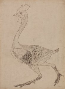 Studium ptaka, widok boczny, z porównawczej ekspozycji anatomicznej budowy ciała ludzkiego z ciałem tygrysa i drobiu zwyczajnego, 1795-1806 (pióro i atrament na graficie i czerwonej kredzie na str. autorstwa George Stubbs