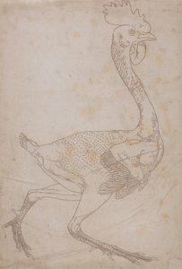 Studium ptactwa domowego, widok z boku, z wystawy Anatomia porównawcza budowy ciała ludzkiego z budową ciała tygrysa i ptactwa domowego, 1795-1806 (grafit i czerwona kreda na papierze) autorstwa George Stubbs