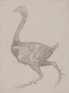 Studium ptactwa domowego, widok z boku, z wystawy Anatomia porównawcza budowy ciała ludzkiego z budową ciała tygrysa i ptactwa domowego, 1795-1806 (grafit na cienkim papierze) autorstwa George Stubbs