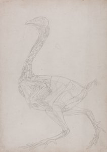 Studium ptactwa domowego, widok z boku, z wystawy Anatomia porównawcza budowy ciała ludzkiego z budową ciała tygrysa i ptactwa domowego, 1795-1806 (grafit na cienkim papierze) autorstwa George Stubbs