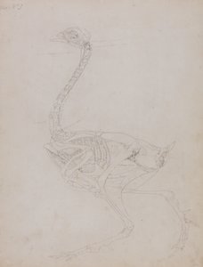 Studium ptactwa, widok boczny, z porównawczej ekspozycji anatomicznej budowy ciała ludzkiego z ciałem tygrysa i drobiu zwyczajnego, 1795-1806 (grafit na cienkim papierze tkanym) autorstwa George Stubbs