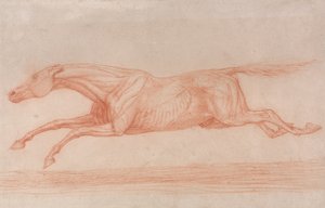 Studium konia wyścigowego w akcji:  Galop w lewo, studium półanatomiczne, ze zdartą skórą pokazującą działanie mięśni autorstwa George Stubbs
