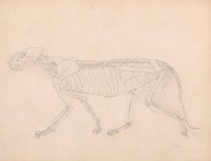 Studium tygrysa, widok boczny, odsłonięte wnętrzności brzucha, z porównawczej ekspozycji anatomicznej budowy ciała ludzkiego z ciałem tygrysa i ptactwa pospolitego, c.1795-1806 (grafit na autorstwa George Stubbs