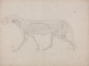 Studium tygrysa, widok boczny, z porównawczej ekspozycji anatomicznej budowy ciała ludzkiego z ciałem tygrysa i drobiu zwyczajnego, c.1795-1806 (grafit na papierze na naboje) autorstwa George Stubbs