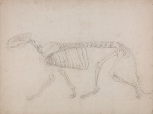 Studium tygrysa, widok boczny, z porównawczej ekspozycji anatomicznej budowy ciała ludzkiego z ciałem tygrysa i ptaka zwyczajnego, 1795-1806 (grafit na grubym papierze tkanym) autorstwa George Stubbs