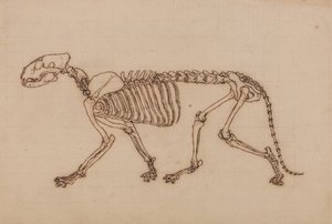 Studium tygrysa, widok boczny, z porównania anatomicznej ekspozycji budowy ciała ludzkiego z ciałem tygrysa i drobiu zwyczajnego, 1795-1806 (czarny tusz na kredowym graficie na grubym autorstwa George Stubbs