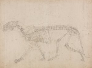 Studium tygrysa, widok boczny, z porównawczej ekspozycji anatomicznej budowy ciała ludzkiego z ciałem tygrysa i ptaka zwyczajnego, 1795-1806 (grafit na grubym papierze tkanym) autorstwa George Stubbs