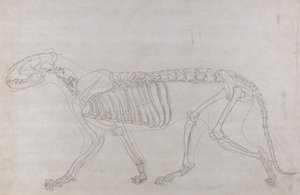 Studium tygrysa, widok boczny, z porównawczej ekspozycji anatomicznej budowy ciała ludzkiego z ciałem tygrysa i drobiu zwyczajnego, 1795-1806 (grafit na cienkim papierze tkanym) autorstwa George Stubbs