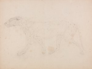 Studium tygrysa, widok boczny, z porównawczej ekspozycji anatomicznej budowy ciała ludzkiego z ciałem tygrysa i drobiu zwyczajnego, 1795-1806 (grafit na papierze tkanym) autorstwa George Stubbs