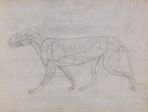 Studium tygrysa, widok boczny, z porównawczej ekspozycji anatomicznej budowy ciała ludzkiego z ciałem tygrysa i drobiu zwyczajnego, 1795-1806 (grafit na cienkim papierze tkanym) autorstwa George Stubbs