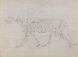 Studium tygrysa, widok boczny, z porównawczej ekspozycji anatomicznej budowy ciała ludzkiego z ciałem tygrysa i drobiu zwyczajnego, 1795-1806 (grafit na cienkim papierze tkanym) autorstwa George Stubbs