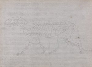 Studium tygrysa, widok boczny, z porównawczej ekspozycji anatomicznej budowy ciała ludzkiego z ciałem tygrysa i drobiu zwyczajnego, 1795-1806 (grafit na cienkim papierze tkanym) autorstwa George Stubbs