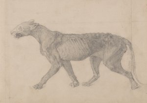 Studium tygrysa, widok boczny, z porównawczej ekspozycji anatomicznej budowy ciała ludzkiego z ciałem tygrysa i drobiu zwyczajnego, 1795-1806 (grafit na papierze wykładanym) autorstwa George Stubbs