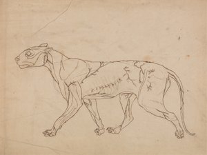 Studium tygrysa, widok boczny, z porównawczej ekspozycji anatomicznej budowy ciała ludzkiego z ciałem tygrysa i ptaka zwyczajnego, 1795-1806 (grafit na grubym papierze tkanym) autorstwa George Stubbs