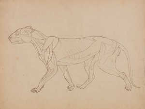Studium tygrysa, widok boczny, z porównania anatomicznej ekspozycji budowy ciała ludzkiego z ciałem tygrysa i drobiu zwyczajnego, 1795-1806 (pióro i atrament na graficie i kreda na tkaninie autorstwa George Stubbs