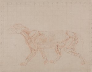 Studium tygrysa, widok boczny, z porównawczej ekspozycji anatomicznej budowy ciała ludzkiego z ciałem tygrysa i ptaka zwyczajnego, 1795-1806 (czerwona kreda grafitowa na papierze tkanym) autorstwa George Stubbs