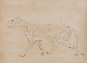 Studium tygrysa, widok boczny, z porównawczej ekspozycji anatomicznej budowy ciała ludzkiego z ciałem tygrysa i drobiu zwyczajnego, 1795-1806 (pióro i czarny tusz na graficie na papierze tkanym autorstwa George Stubbs