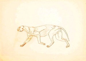 Studium tygrysa, widok boczny, z porównawczej ekspozycji anatomicznej budowy ciała ludzkiego z ciałem tygrysa i drobiu zwyczajnego, 1795-1806 (pióro i atrament na czerwonej kredzie na cienkim tkanym papierze autorstwa George Stubbs
