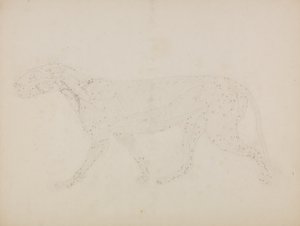 Studium tygrysa, widok boczny, z „Porównawczej anatomicznej ekspozycji budowy ciała ludzkiego z ciałem tygrysa i ptactwa zwyczajnego” autorstwa George Stubbs