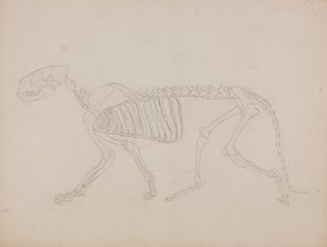 Studium tygrysa, widok boczny, z „Porównawczej anatomicznej ekspozycji budowy ciała ludzkiego z ciałem tygrysa i ptactwa zwyczajnego” autorstwa George Stubbs