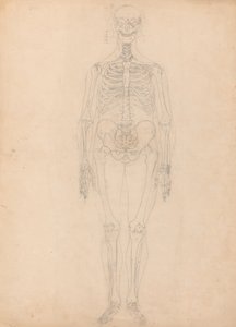 Studium postaci ludzkiej, widok z przodu, diagram klucza do tabeli I, z porównawczej ekspozycji anatomicznej budowy ciała ludzkiego z ciałem tygrysa i drobiu zwyczajnego, c.1795-1806 (g autorstwa George Stubbs