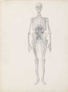 Studium postaci ludzkiej, widok z przodu, końcowy etap sekcji, z „Porównawczej ekspozycji anatomicznej struktury ciała ludzkiego z ciałem tygrysa i drobiu zwyczajnego”, c.1795-1806 ( autorstwa George Stubbs