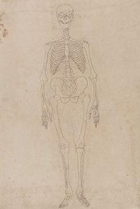 Studium postaci ludzkiej, widok z przodu, z porównawczej ekspozycji anatomicznej struktury ciała ludzkiego z ciałem tygrysa i drobiu zwyczajnego, c.1795-1806 (grafit i tusz na papierze) autorstwa George Stubbs
