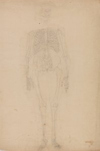 Studium postaci ludzkiej, widok z przodu, z porównawczej ekspozycji anatomicznej budowy ciała ludzkiego z ciałem tygrysa i drobiu zwyczajnego, c.1795-1806 (grafit na papierze) autorstwa George Stubbs